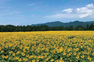 ~Ԃ̐VCxgb8/9(y)`17()JẨ摜39