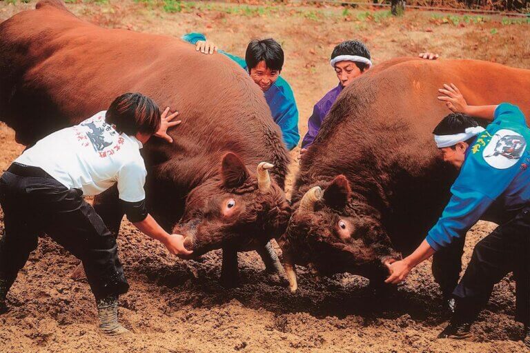 ���T���̐V���C�x���g���b8/2(�y)�E3(��)�J�Ẩ摜8