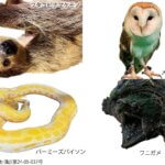 ���T���̐V���C�x���g���b8/23(�y)�E24(��)�J�Ẩ摜4