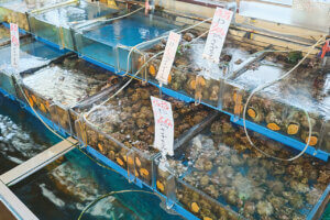 OނŖ͂[@IV\鋛s `sABandaiҁ`̉摜4