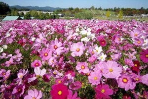 ɍsVCxgb10/14()`17()̉摜3