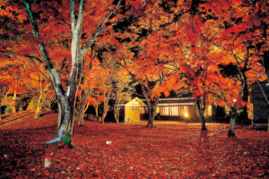 V̍gtCgAbv5I@v킸̂ޏH̐iỈ摜7