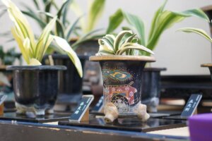 ɍsVCxgb11/4()`7()̉摜7