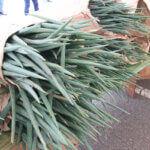 ���T���̐V���C�x���g���b10/25(�y)�E26(��)�J�Ẩ摜25