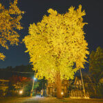 �V���̍g�t���C�g�A�b�v����5�I�@�v�킸�����̂ޏH�̐�i�I�̉摜3