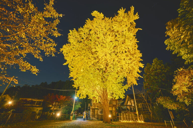 �V���̍g�t���C�g�A�b�v����5�I�@�v�킸�����̂ޏH�̐�i�I�̉摜3