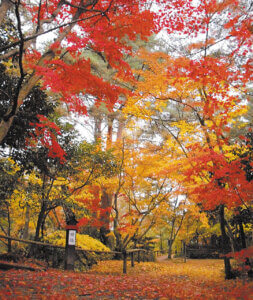 �S���������H�̋x�����B�V���e�n�̐����x�[�J���[�����ł����X�|�b�g�b�V���c�s�̉摜26