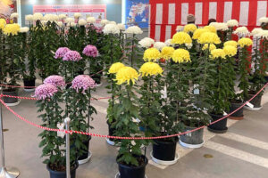 �����ɍs����V���C�x���g���b11/10(��)�`14(��)�̉摜5