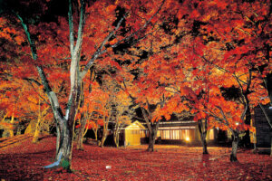 �S���������H�̋x�����B�V���e�n�̐����x�[�J���[�����ł����X�|�b�g�b�����s�̉摜9