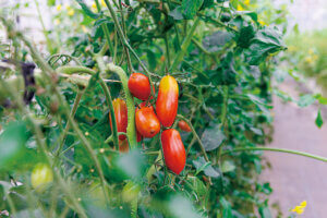 ���̖ړI�n�ɂ������Ȃ�B�V���̂�����Ɖ����Ă��Ă��ȃp��������b����E�����E�Ó�̉摜15