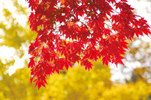 �S���������H�̋x�����B�V���e�n�̐����x�[�J���[�����ł����X�|�b�g�b���ꥌܐ�G���A�̉摜10