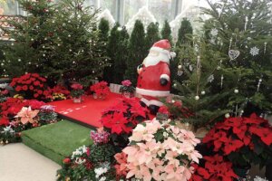 �V���̃N���X�}�X�C�x���g���W�b2025�̉摜15